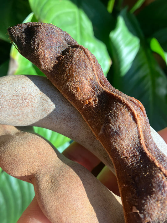 wild tamarind fruit pods • non perishable