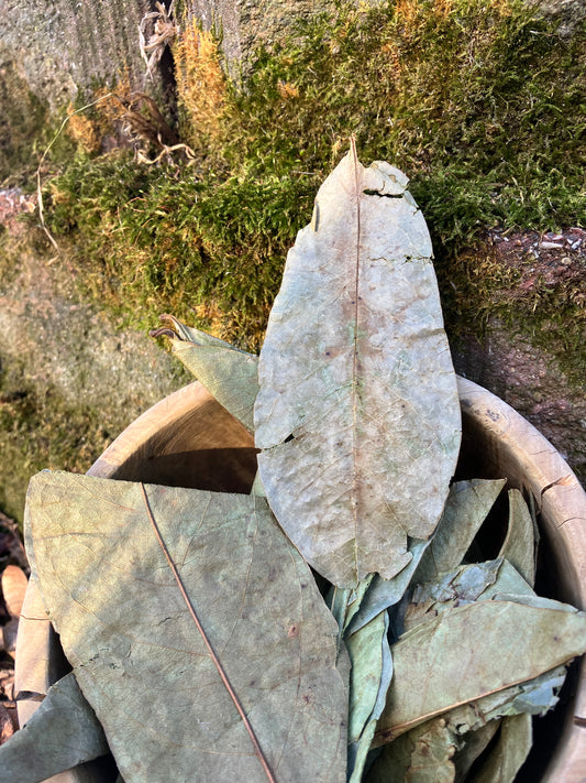 wild guanabana (soursop) leaves