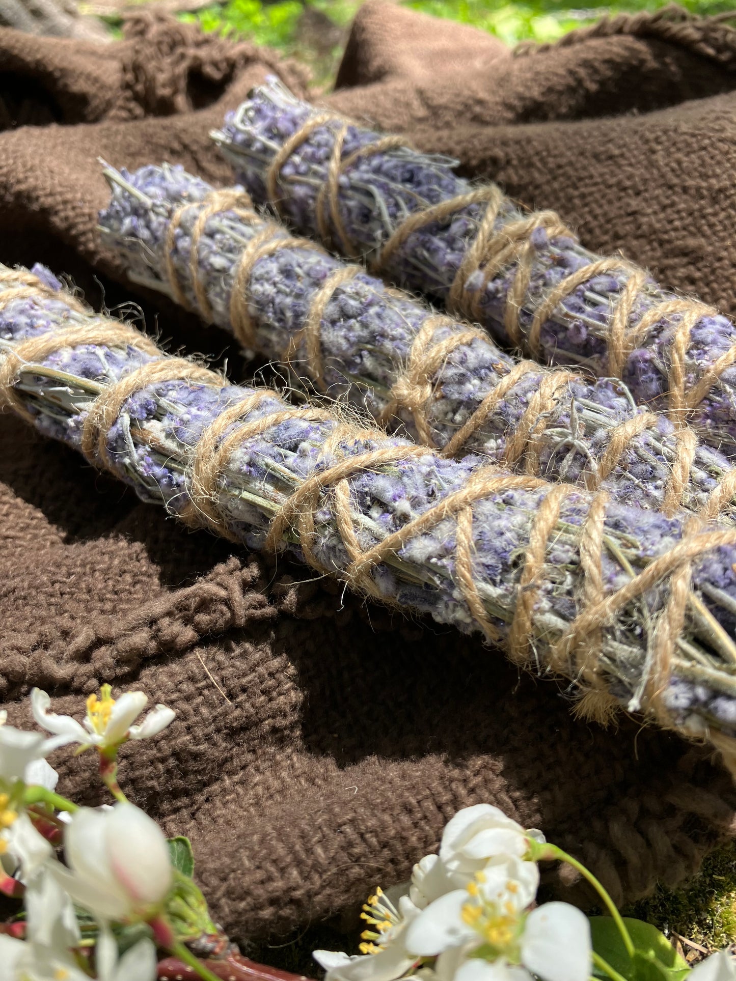 lavender • harvested in flagstaff AZ