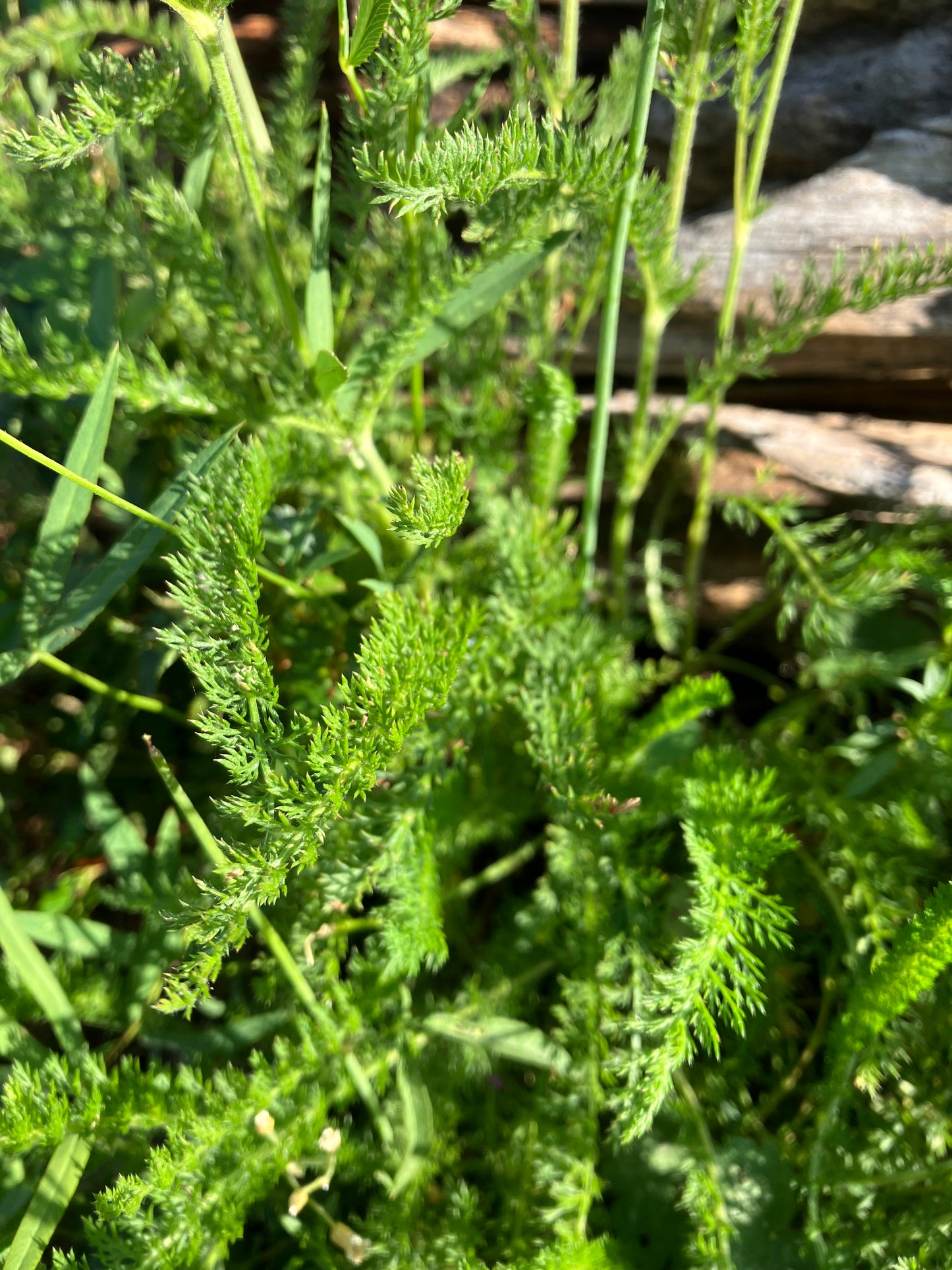 wild yarrow leaf & flower