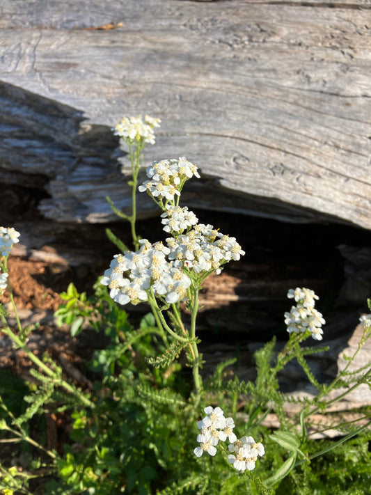 wild yarrow leaf & flower